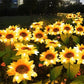 📢📢50 % Rabatt!! ⏰🌻 Realistisch & wetterfest | Solar-Sonnenblume – Bestseller 2026 | IP65-Außen-Dekoration