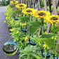📢📢50 % Rabatt!! ⏰🌻 Realistisch & wetterfest | Solar-Sonnenblume – Bestseller 2026 | IP65-Außen-Dekoration